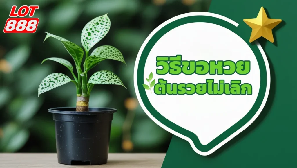 ขอหวยจากต้นรวยไม่เลิก